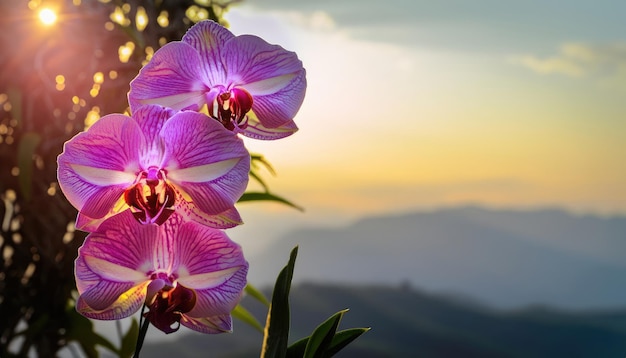 Fioritura di orchidee con spazio di copia