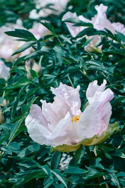 Fioritura di peonie rosa chiaro pastello su rami verdi con foglie. Concetto di carta,