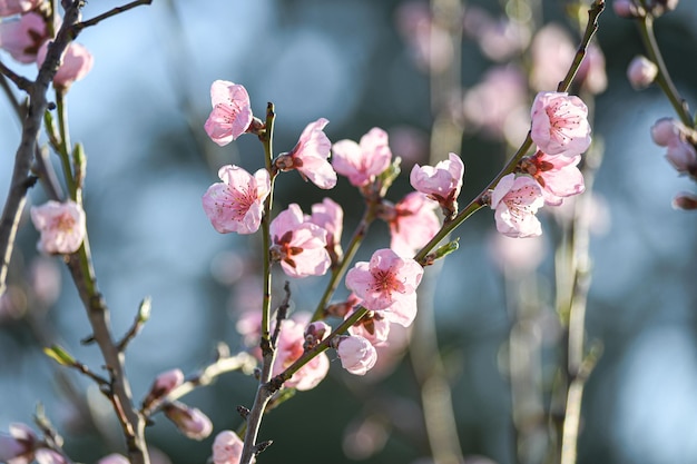 Fioritura di pesche nel giardino primaverile Giardinaggio Bellissimi fiori rosa