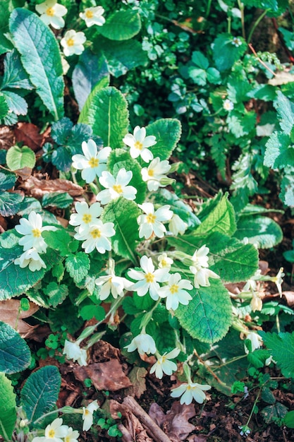 Fioritura di primula bianca