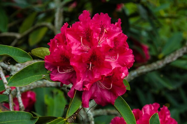 Fioritura di rododendro rosa