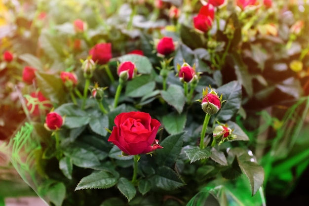 Fioritura di rose rosse all'aria aperta in una giornata di sole