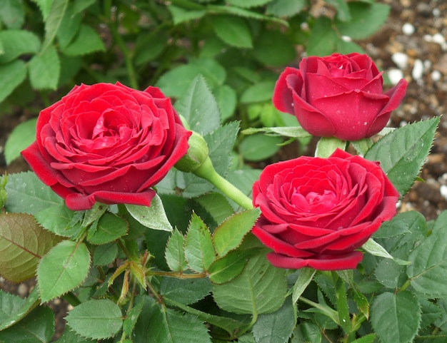 Fioritura di rose rosse e foglie verdi