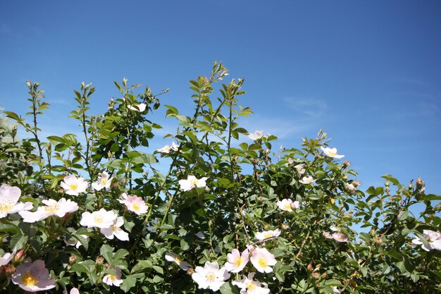 Fioritura di rose selvatiche