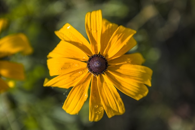 Fioritura di Rudbeckia o rudbekia fulgida, Goldstrum, echinacea giallo arancio