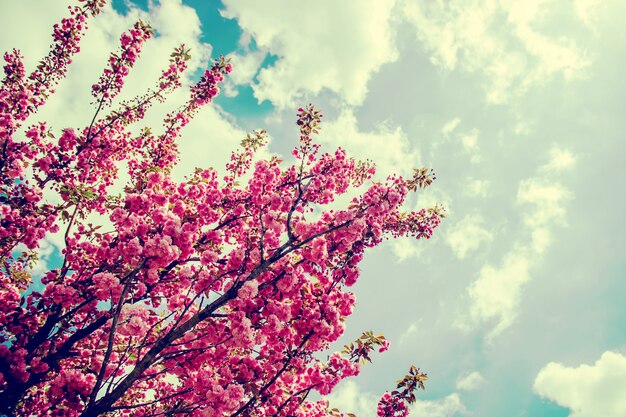 Fioritura di sakura nel giardino botanico. messa a fuoco selettiva.