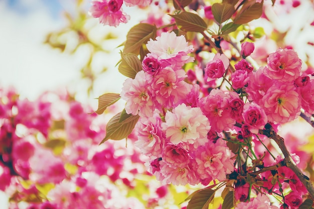 Fioritura di sakura nel giardino botanico. messa a fuoco selettiva.