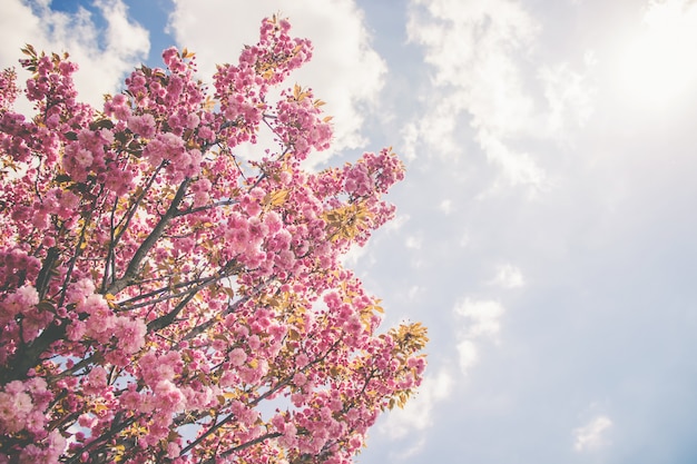 Fioritura di sakura nel giardino botanico. messa a fuoco selettiva.