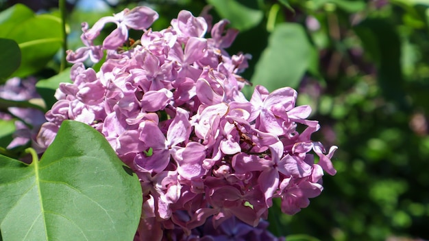 Fioritura di un grande ramo di lillà. Bellissimi fiori lilla. Un cespuglio con un delicato fiorellino. Primo piano dei fiori blu della primavera su un fondo vago.