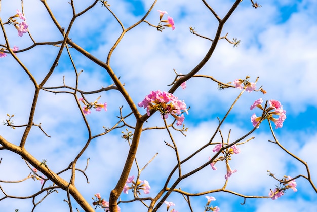 Fioritura dolce del fiore di rosa di Tabebuia