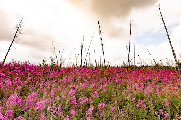 Fioritura Fireweed Epilobium angustifolium wildfire