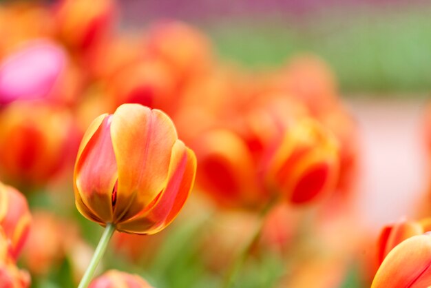 Fioritura floreale dei tulipani nel giardino floreale di primavera con la natura verde.