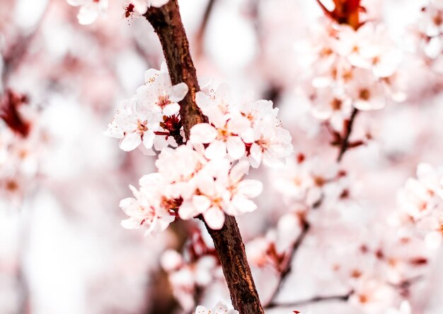 Fioritura floreale in fiori rosa primaverili come sfondo della natura