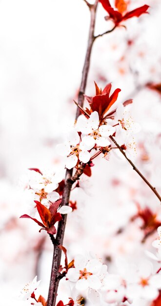 Fioritura floreale in fiori rosa primaverili come sfondo della natura