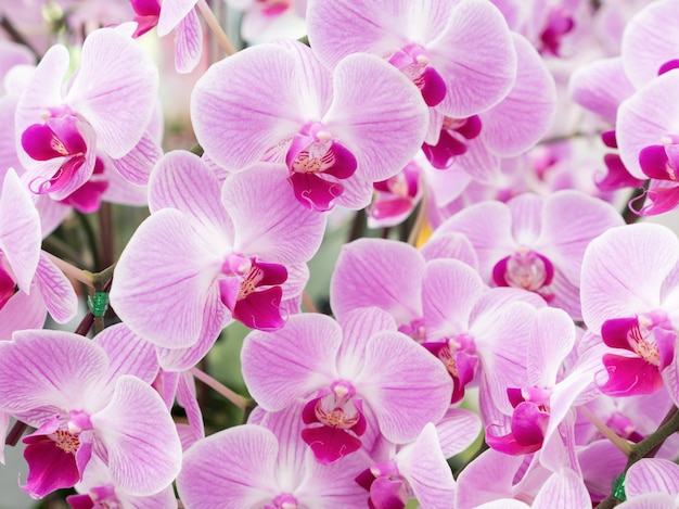 Fioritura fresca dell&#39;orchidea di phalaenopsis.