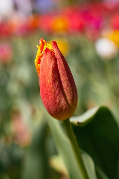 Fioritura fresca variopinta del fiore del tulipano nel giardino