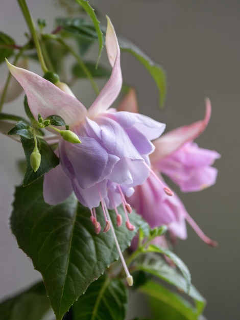 Fioritura fucsia, grandi fiori lilla su uno sfondo grigio.