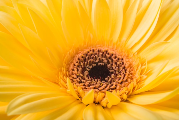 Fioritura gialla luminosa vibrante del fiore della gerbera