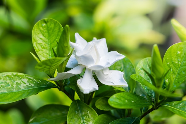 Fioritura graziosa del fiore di gardenia (jasminoides di gardenia)