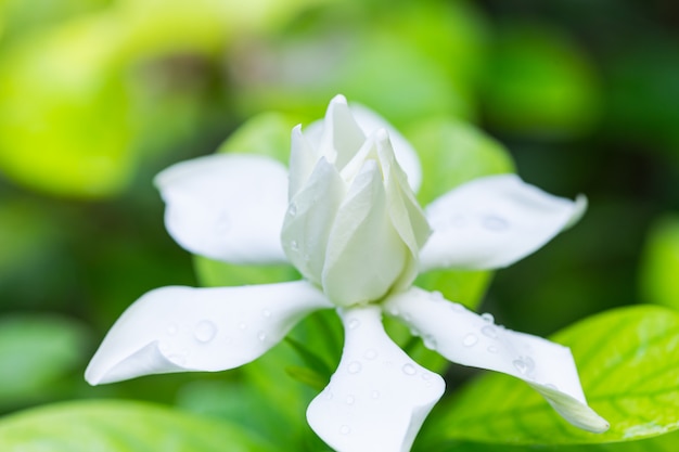 Fioritura graziosa del fiore di gardenia