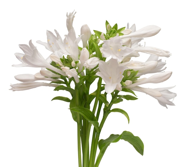 Fioritura hosta isolato su uno sfondo bianco Bellissimo bouquet di fiori Primavera estate Vacanze di Pasqua Giardino decorazione paesaggistica Disposizione floristica floreale