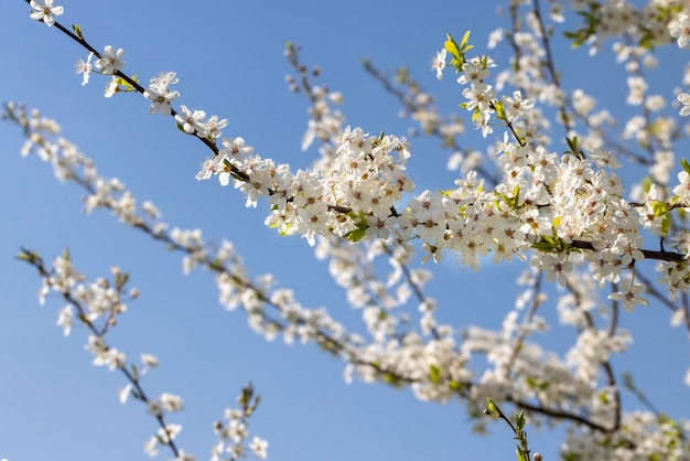 Fioritura in primavera dell'anno alberi da frutto nel giardino