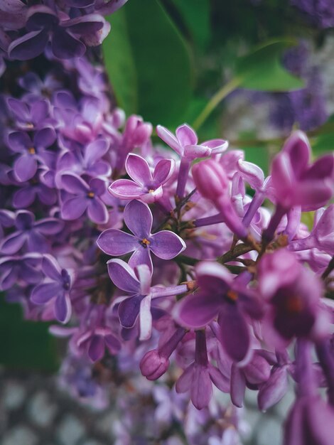 Fioritura lilla da vicino, fioritura primaverile