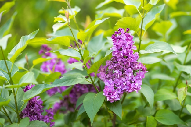 Fioritura lilla in primavera