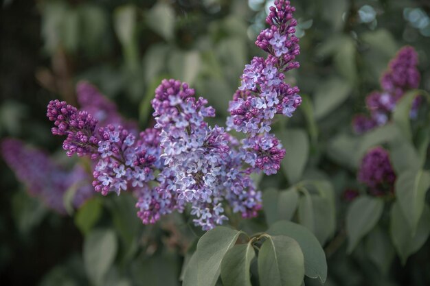 Fioritura lilla, ottimo design per qualsiasi scopo. Sfondo bianco. Sfondo blu. Natura colorata