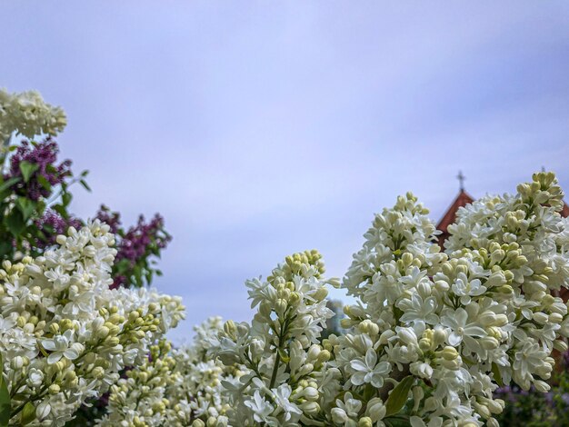 Fioritura lilla Primavera fiori lilla bianchi