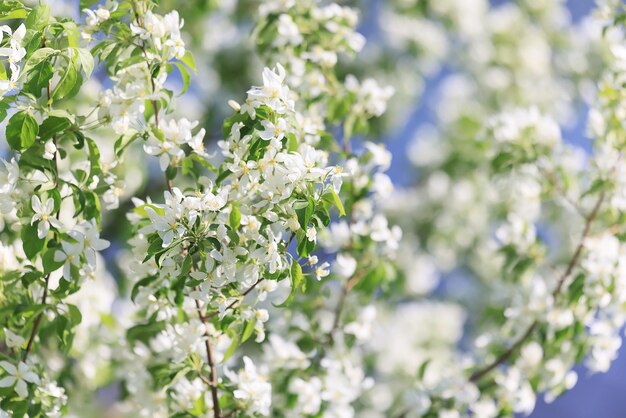 fioritura meleto primavera sfondo rami alberi fiori natura