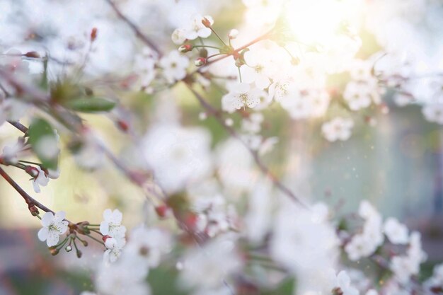 Fioritura primaverile al tramonto Fiore bianco sull'albero Fiori di melo e di ciliegio