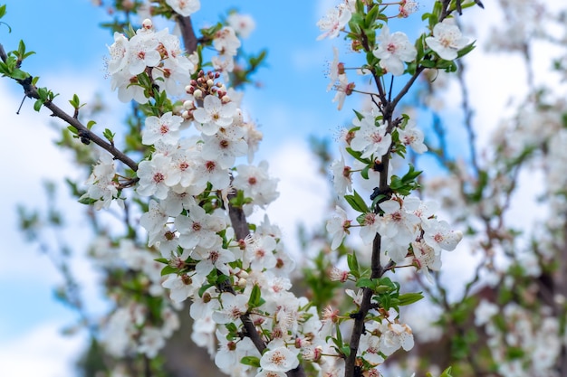 Fioritura primaverile del ciliegio