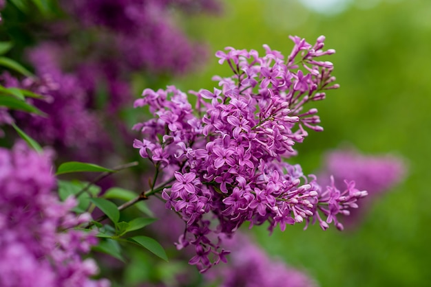 Fioritura primaverile del giardino lilla. l'albero fiorisce in estate. fiori viola