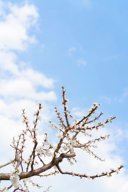 Fioritura primaverile dell&#39;albero di albicocca