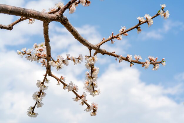 Fioritura primaverile dell&#39;albero di albicocca