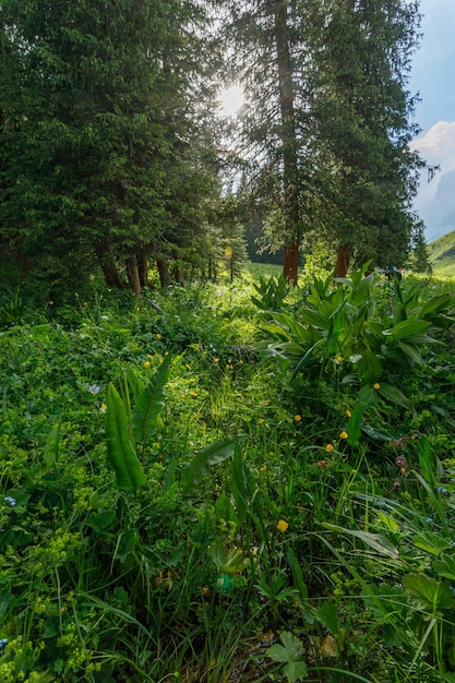 fioritura primaverile delle erbe di montagna in montagna