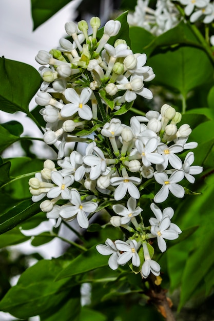 Fioritura primaverile di fiori lilla