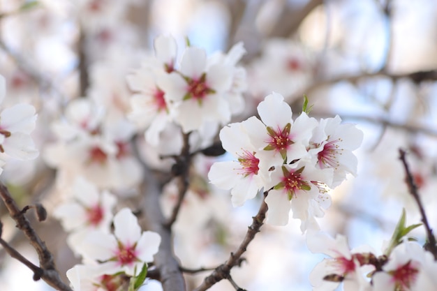 fioritura primaverile di fiori su un albero fiori bianchi vespe e bombi per una passeggiata