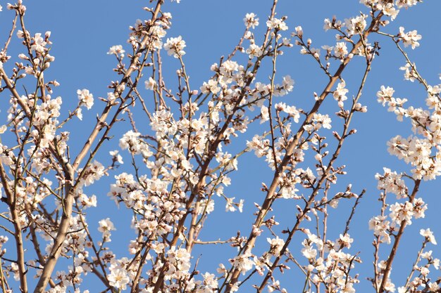 fioritura primaverile di fiori su un albero fiori bianchi