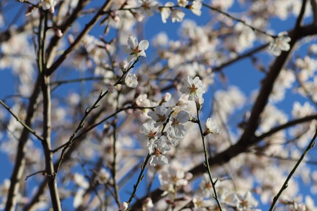 fioritura primaverile di fiori su un albero fiori bianchi