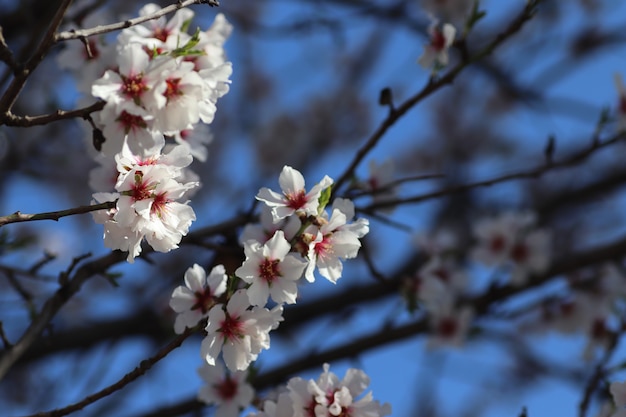 fioritura primaverile di fiori su un albero fiori bianchi