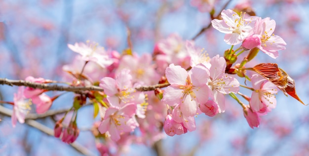 Fioritura primaverile di sakura