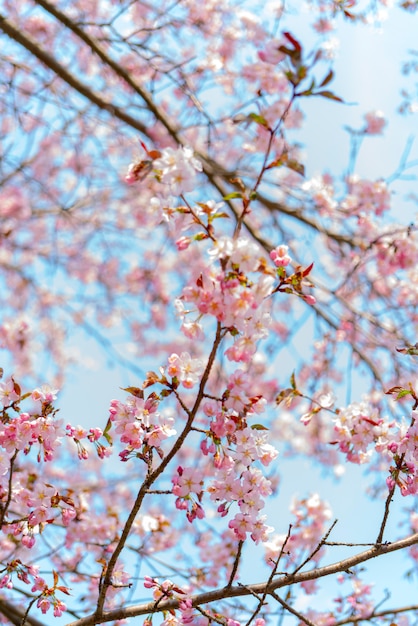 Fioritura primaverile di sakura