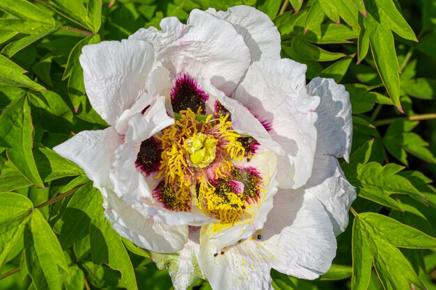 Fioritura primaverile in giardini e foreste. Peonie arboree, fiori di campo. Foglie verdi.