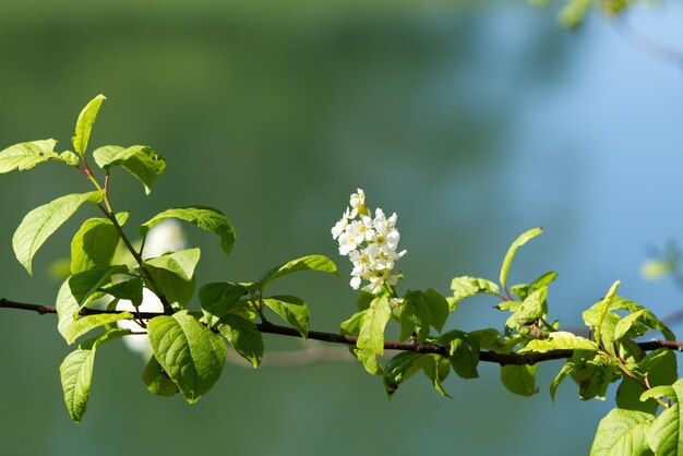 Fioritura primaverile su alberi verdi