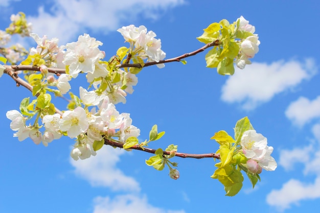 Fioritura ramo di mela in primavera contro il cielo blu