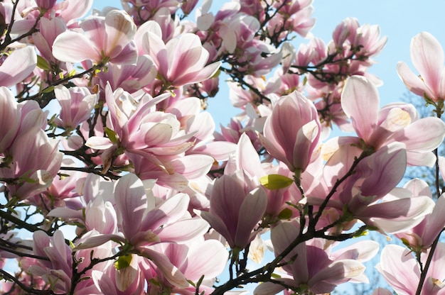 Fioritura ramoscello di magnolia-albero su cielo blu