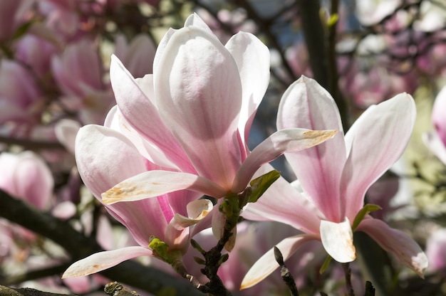 Fioritura ramoscello di magnolia-albero