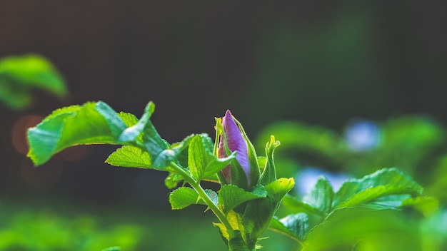 Fioritura rosa alla luce del sole